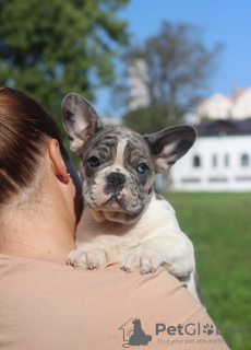Foto №2 zu Ankündigung № 68696 zu verkaufen französische bulldogge - einkaufen Weißrussland 