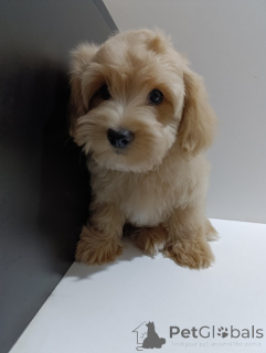 Foto №3. Havanian Bichon Welpen. Serbien