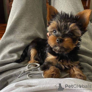 Foto №2 zu Ankündigung № 85434 zu verkaufen yorkshire terrier - einkaufen Polen quotient 	ankündigung