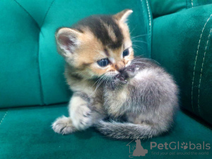 Foto №3. Ab sofort sind gesunde Scottish Fold Kätzchen mit allen Unterlagen verfügbar. Deutschland