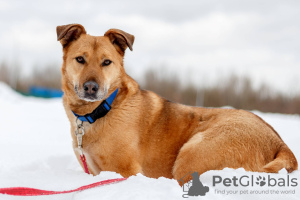 Foto №4. Ich werde verkaufen mischlingshund in der Stadt Москва. aus dem tierheim - preis - Frei