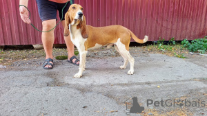 Foto №2 zu Ankündigung № 116214 zu verkaufen schweizer laufhund - einkaufen Ukraine quotient 	ankündigung