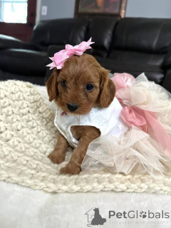 Foto №3. Dean Janet Kay Welpen Haus. USA