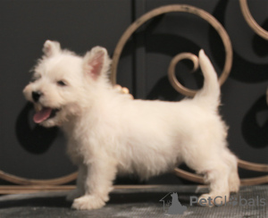 Zusätzliche Fotos: West Highland White Terrier Welpe weiblich