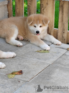 Foto №4. Ich werde verkaufen akita in der Stadt Belgrad. züchter - preis - verhandelt