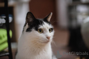 Foto №2 zu Ankündigung № 159454 zu verkaufen  - einkaufen Russische Föderation aus dem tierheim