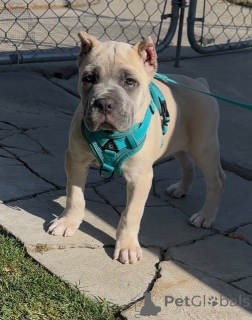 Foto №1. cane corso italiano - zum Verkauf in der Stadt Alavus | 700€ | Ankündigung № 158578