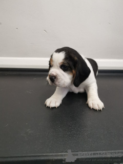 Foto №3. Beagle-Welpen zur kostenlosen Adoption. Deutschland