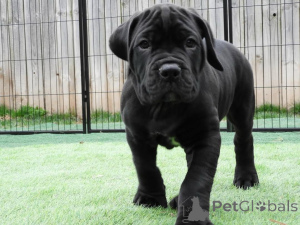Foto №1. cane corso italiano - zum Verkauf in der Stadt Alavus | 700€ | Ankündigung № 167785