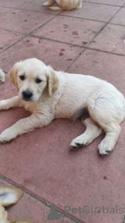 Foto №1. golden retriever - zum Verkauf in der Stadt Antwerpen | verhandelt | Ankündigung № 169641