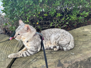 Foto №2 zu Ankündigung № 152548 zu verkaufen bengal katzenrasse - einkaufen Deutschland quotient 	ankündigung