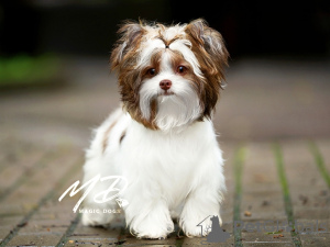 Foto №1. biewer terrier - zum Verkauf in der Stadt St. Petersburg | verhandelt | Ankündigung № 116739