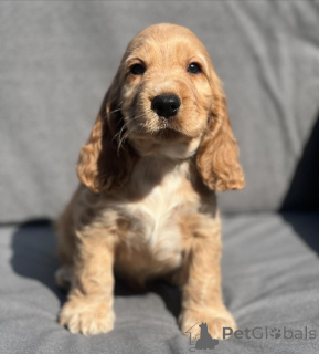 Foto №1. english cocker spaniel - zum Verkauf in der Stadt Schwerte | verhandelt | Ankündigung № 164303