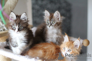 Foto №2 zu Ankündigung № 114600 zu verkaufen maine-coon-katze - einkaufen Deutschland züchter