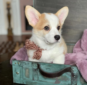 Foto №3. Walisische Corgi-Babys. Deutschland