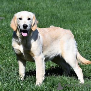 Foto №2 zu Ankündigung № 45588 zu verkaufen golden retriever - einkaufen USA quotient 	ankündigung