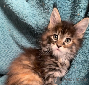 Foto №1. maine-coon-katze - zum Verkauf in der Stadt Hüttwilen | 400€ | Ankündigung № 116677