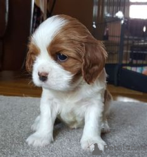 Foto №3. Entzückende Cavalier King Charles Welpen zur kostenlosen Adoption. Deutschland