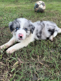Foto №1. border collie - zum Verkauf in der Stadt Arizona | Frei | Ankündigung № 163956
