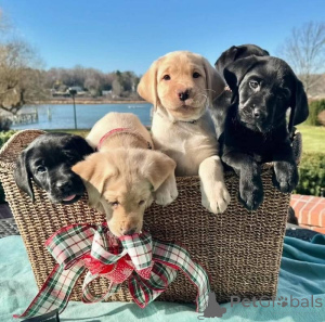 Foto №1. labrador retriever - zum Verkauf in der Stadt Kuantan | 531€ | Ankündigung № 145661