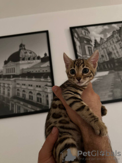 Foto №1. bengal katzenrasse - zum Verkauf in der Stadt Essen | 320€ | Ankündigung № 96389