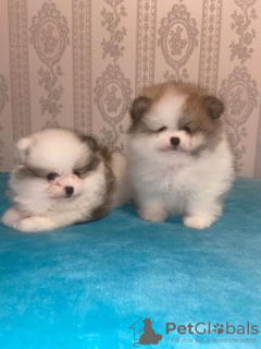 Foto №1. pommersche spitz - zum Verkauf in der Stadt Würzburg | 500€ | Ankündigung № 130335