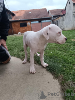 Foto №2 zu Ankündigung № 126413 zu verkaufen dogo argentino - einkaufen Serbien quotient 	ankündigung