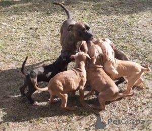 Foto №3. Pitbull-Terrierwelpe. Russische Föderation