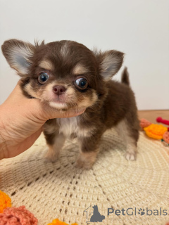 Foto №3. ENTZÜCKENDER CHIHUAHUA-WELPE ZUR ADOPTION VERFÜGBAR. Deutschland