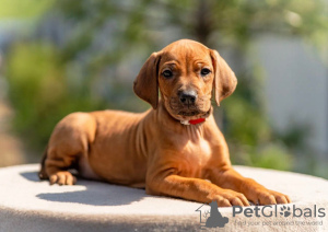 Foto №1. rhodesian ridgeback - zum Verkauf in der Stadt Москва | 1420€ | Ankündigung № 53361