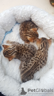 Foto №3. Gesunde Bengalkatzen-Kätzchen stehen mit allen Papieren zum Verkauf. Deutschland