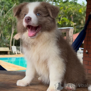 Foto №4. Ich werde verkaufen border collie in der Stadt Berlin. züchter - preis - verhandelt