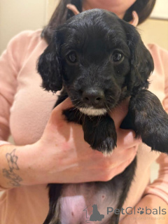 Foto №2 zu Ankündigung № 166929 zu verkaufen leonberger - einkaufen Niederlande 