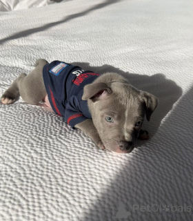 Foto №3. Entzückender blauer Staffy-Welpe, verspielt, liebevoll und bereit für ihr ewiges. Deutschland
