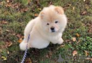 Foto №3. Chow Chow Puppies for sale. Deutschland