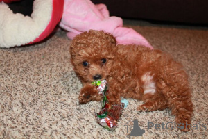 Foto №2 zu Ankündigung № 133190 zu verkaufen pudel (toy) - einkaufen Belgien 