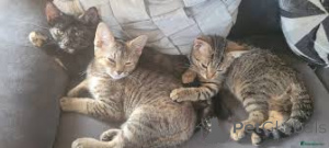 Foto №1. american shorthair - zum Verkauf in der Stadt Bern | 500€ | Ankündigung № 163377