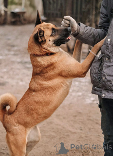 Foto №2 zu Ankündigung № 165127 zu verkaufen mischlingshund - einkaufen Russische Föderation quotient 	ankündigung