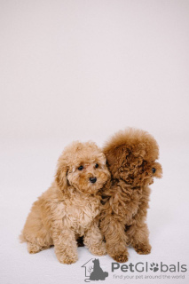 Foto №3. Toy Poodle Red Brown. Deutschland