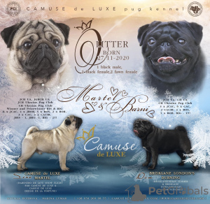 Foto №3. CAMUSE de LUXE OSKAR 3m. Ukraine