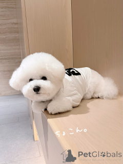 Foto №1. bichon frisé - zum Verkauf in der Stadt Günzburg | verhandelt | Ankündigung № 174973
