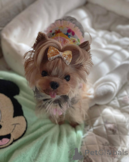 Foto №2 zu Ankündigung № 138792 zu verkaufen  - einkaufen USA 