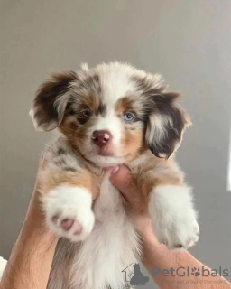 Foto №2 zu Ankündigung № 90694 zu verkaufen australian shepherd - einkaufen Finnland quotient 	ankündigung