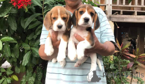 Foto №1. beagle - zum Verkauf in der Stadt Amsterdam | 750€ | Ankündigung № 160505