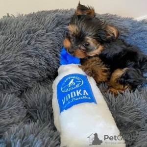 Foto №2 zu Ankündigung № 116126 zu verkaufen yorkshire terrier - einkaufen USA züchter