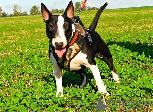 Foto №4. Ich werde verkaufen bullterrier in der Stadt Kościan. quotient 	ankündigung, züchter - preis - verhandelt