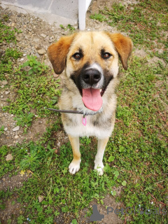 Foto №1. mischlingshund - zum Verkauf in der Stadt Moskwa | Frei | Ankündigung № 152541