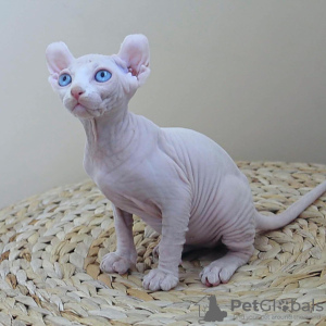 Foto №1. elf - zum Verkauf in der Stadt Stockholm | verhandelt | Ankündigung № 133882