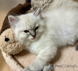 Foto №1. ragdoll-katze - zum Verkauf in der Stadt Achenkircch | verhandelt | Ankündigung № 155402