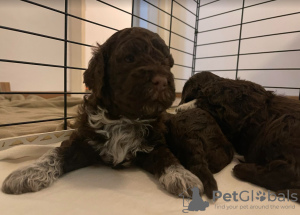 Foto №4. Ich werde verkaufen lagotto romagnolo in der Stadt Rijeka. züchter - preis - 750€